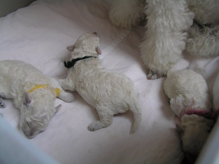 9. den CASTOR & CARINO & CERES